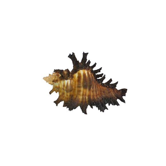 Rare Murex Brunneus Link Shell Specimen Bantayan Island GEM - Picture 4 of 5